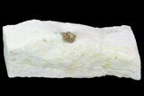 Bargain, Enrolled Cyphaspis Carrolli Trilobite - Oklahoma #104107-1
